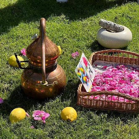 아파트 Ferieninrosengarten 1 Zi 190 Cm Deckenhoehe Oder Grosse 4 Zi Dg Whg Rosengarten (Baden-Wurttemberg)